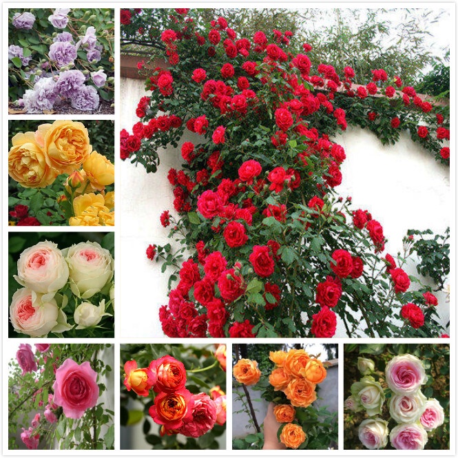 Flower Seeds Singapore 100pcs Mixed Color Climbing Rose Seeds for ...