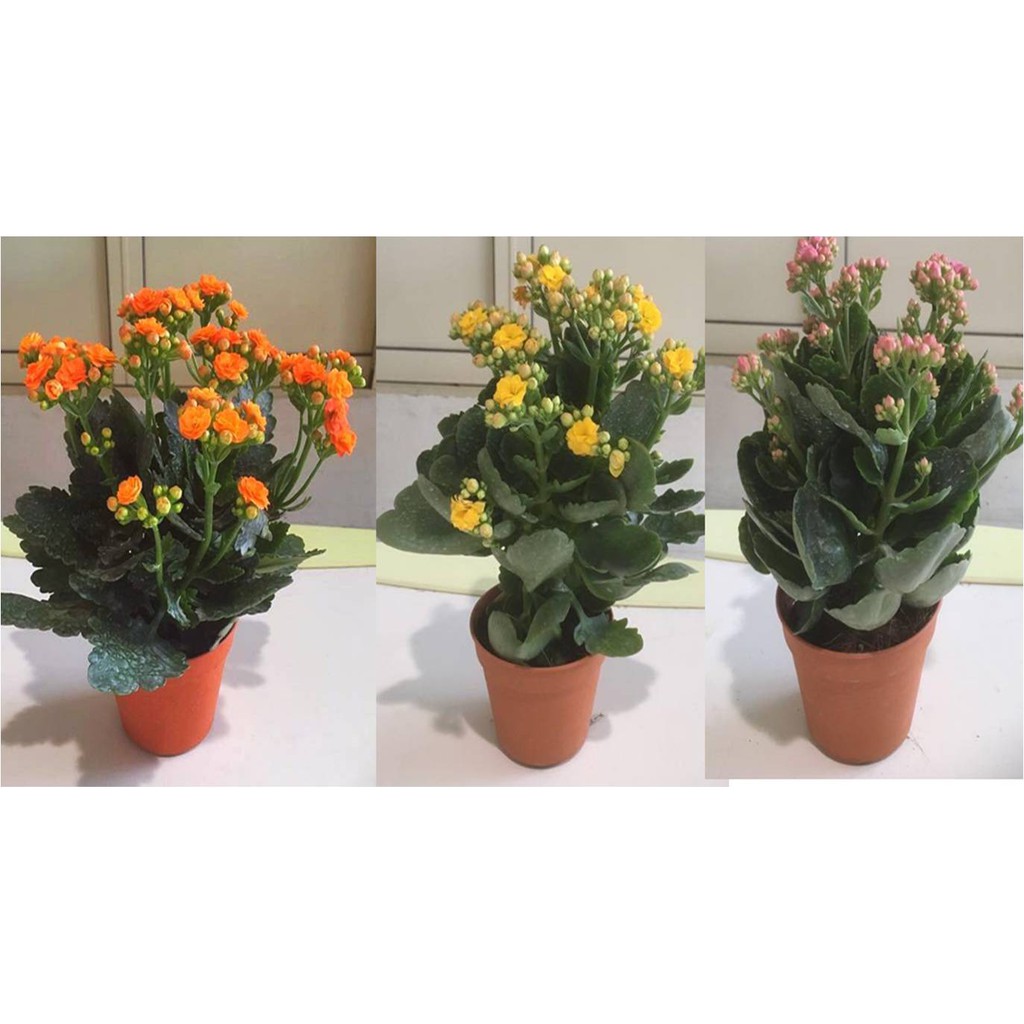 Set of 3 万紫千红 / 长寿花 Kalanchoe Chinese New Year Flowering