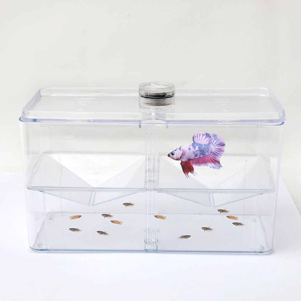Multi Functions Acrylic Dual Betta Guppy Tank | Shopee Singapore