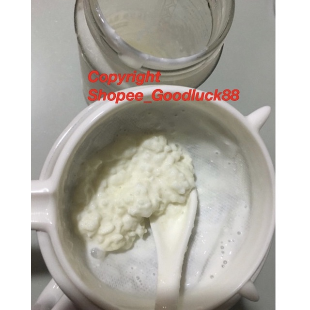 SG instock Organic Live active Milk Kefir Grains to make your own