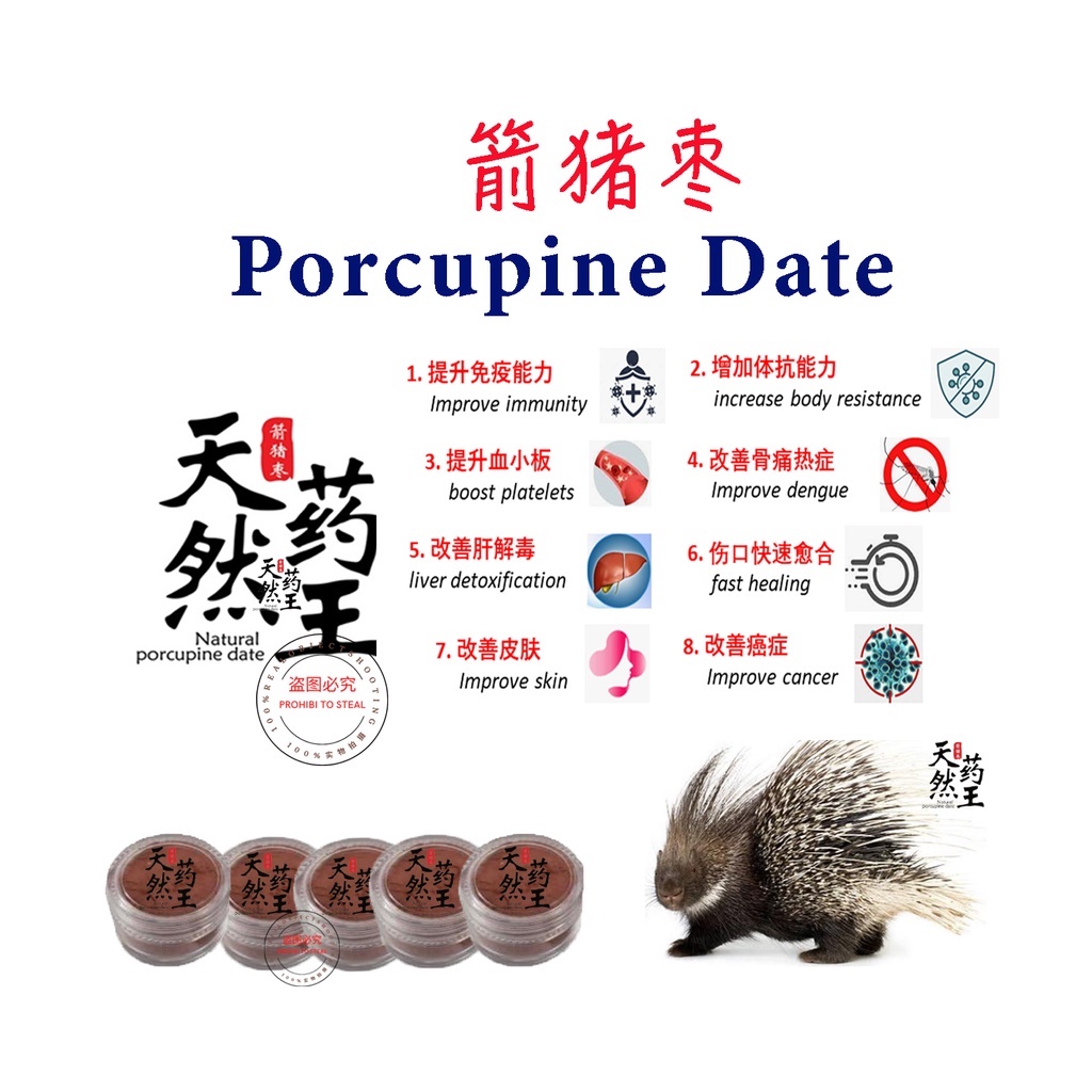 天然药王箭猪枣/豪猪枣 Porcupine Dates 100% authentic | Shopee Singapore