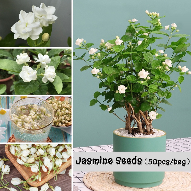 100pcs White Jasmine Seeds for Sale Fragrant Flower Seeds Edible