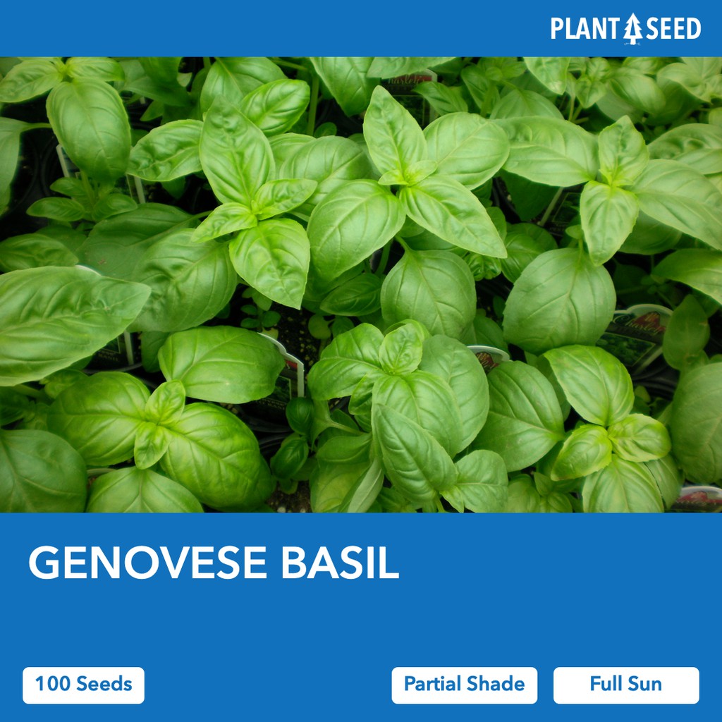 GENOVESE BASIL 100 Herb Seeds for Planting Local SG Seller