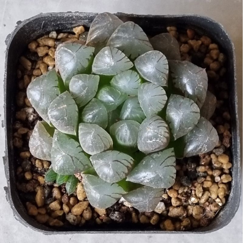 Haworthia Ob1 Murasaki Obtusa 紫肌玉露 Shopee Singapore