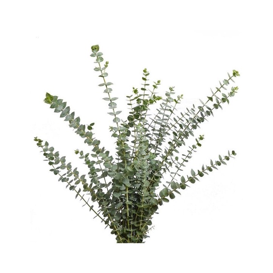Fresh Eucalyptus Baby Blue Fresh Flowers Arrangement Online Flower
