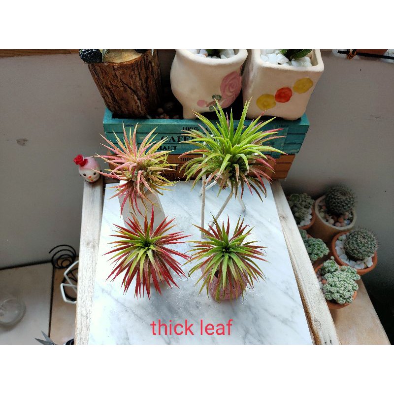 Air plant/tillandsia/Thick leaf ionantha /fresh plant /nice gift 