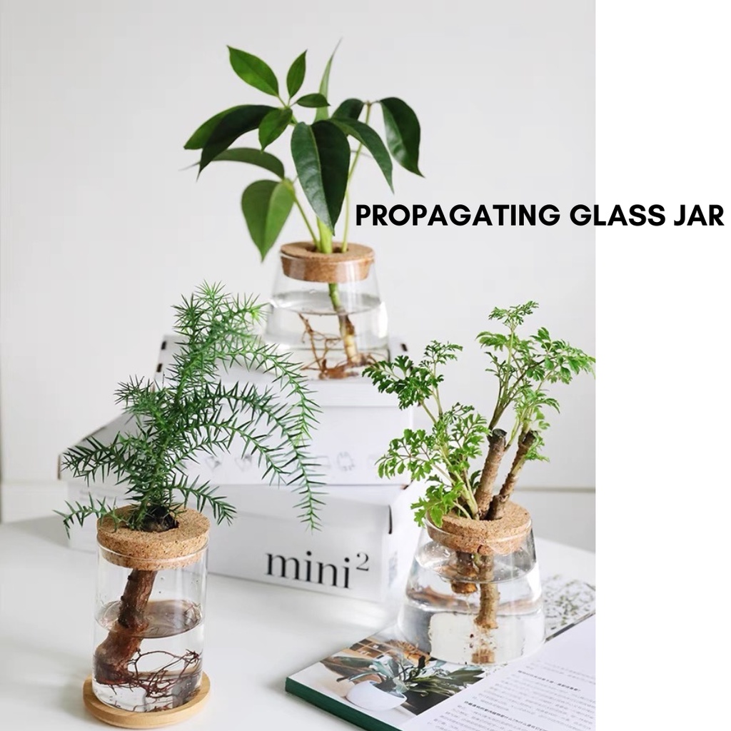 Plant Propagating Glass Jar Propagate Root Plants Plant Lovers