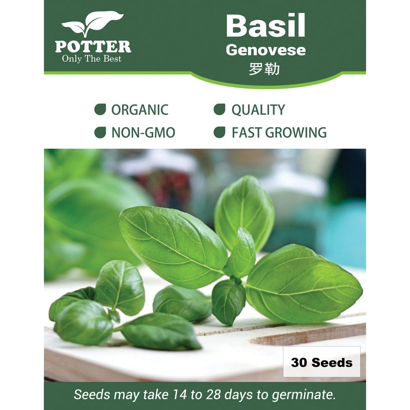 Potter Basil Genovese herb seeds 30 seeds Local Seller Fast Delivery