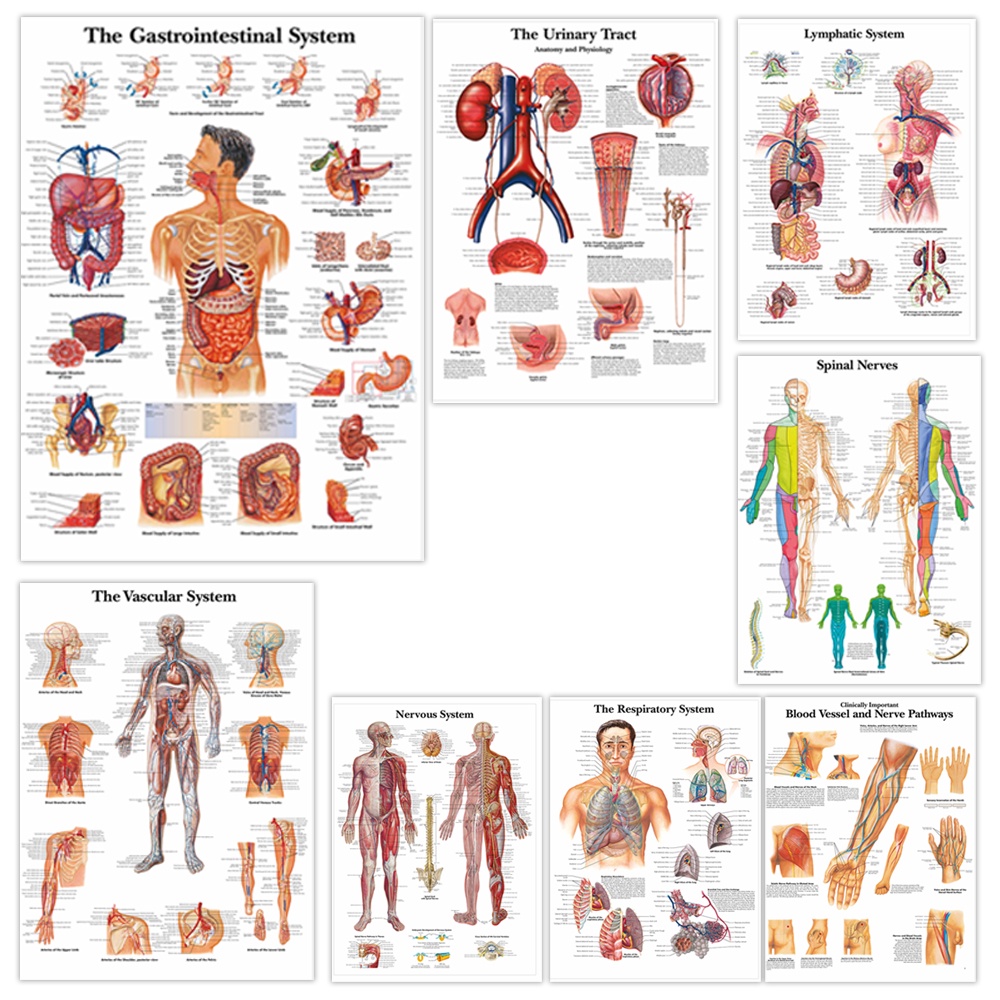 Human Biological Systems Anatomy Science Wall Chart: Nervous System ...