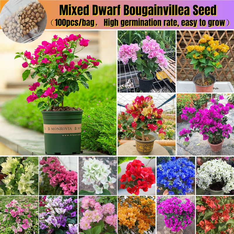 [easy To Grow In Singapore] 100pcs Mixed Colorful Dwarf Bougainvillea