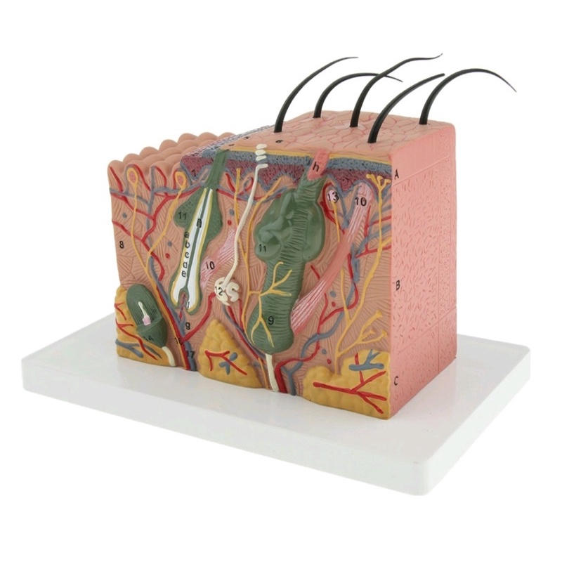 Skin anatomy model of the structure of skin layers in the human body ...