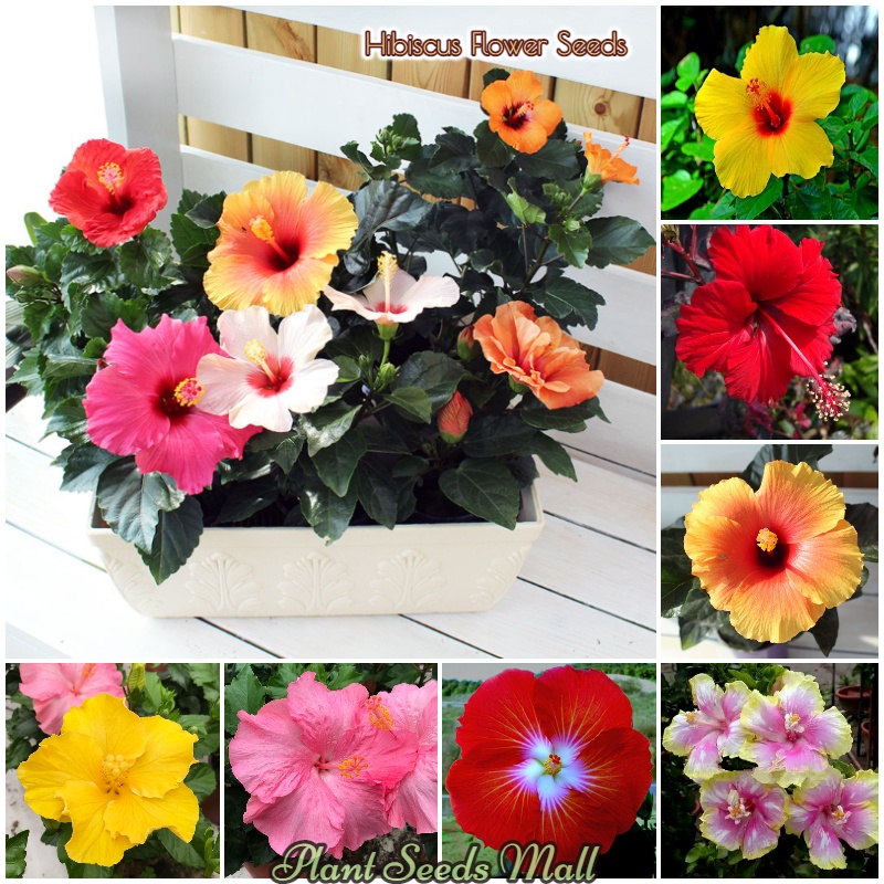 [Fast Delivery] 100pcs Mixed Colors Hibiscus Flower Seeds For Sale Flowering Plants Seeds Indoor