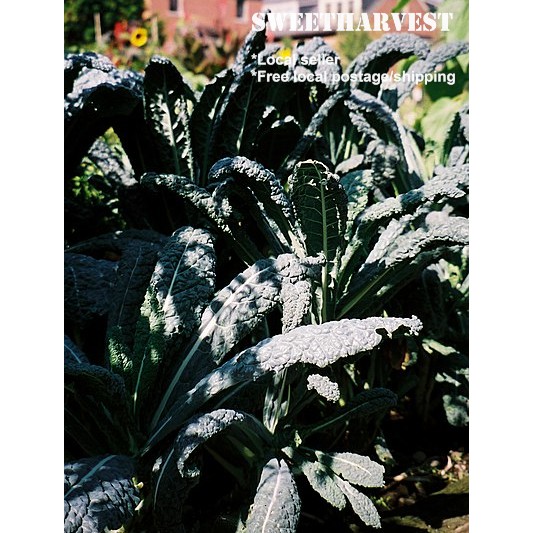 150 seeds Lacinato kale/ Black Tuscany Kale/ Tuscan Kale/ Dinosaur Kale