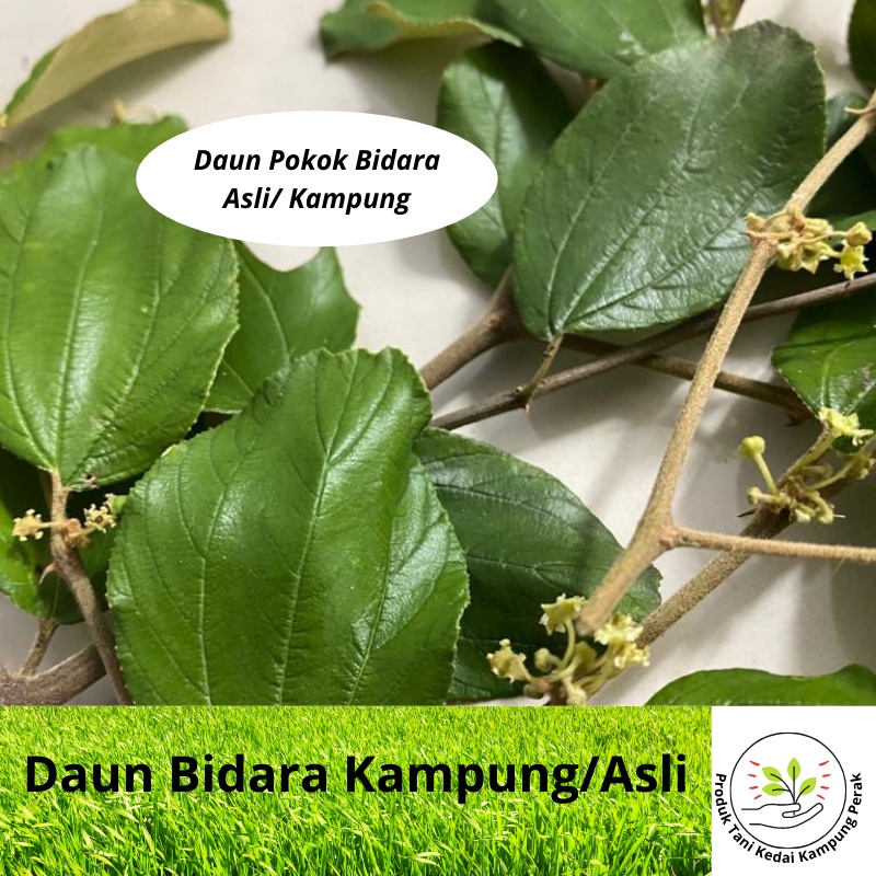 KAMPUNG BIDARA LEAVES / Freshly Picked From Old Tree (min order 50 ...