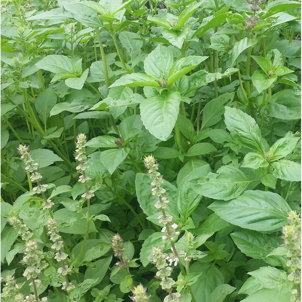 20 Lemon Basil Plant seeds Garden Seeds Vegetable Seeds(fr SG) Shopee