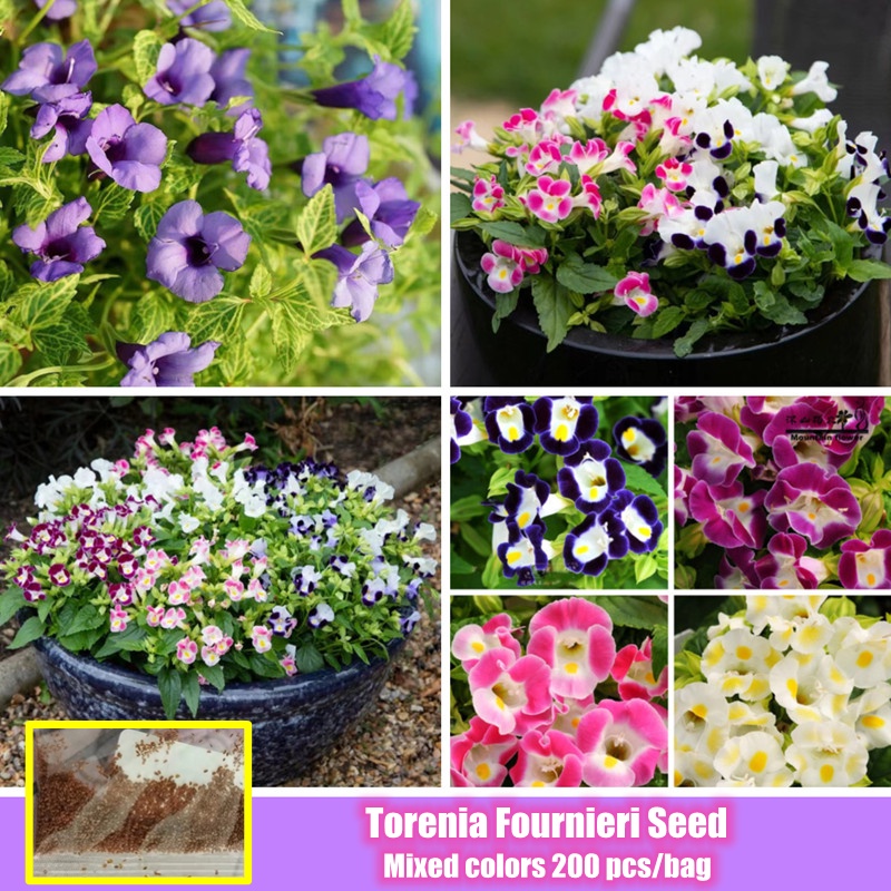 Singapore Ready Stock Assorted Colours Torenia Fournieri Flower Seeds