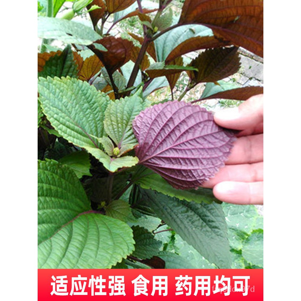 Purple Perilla Seeds Seed Seedlings Pot Edible Purple Perilla Leaves ...