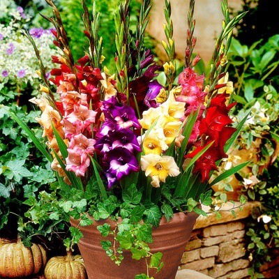 【HOT SALE】BUY 1 GET 1 FREE 100PCs gladiolus seed with buds and bulbs ...