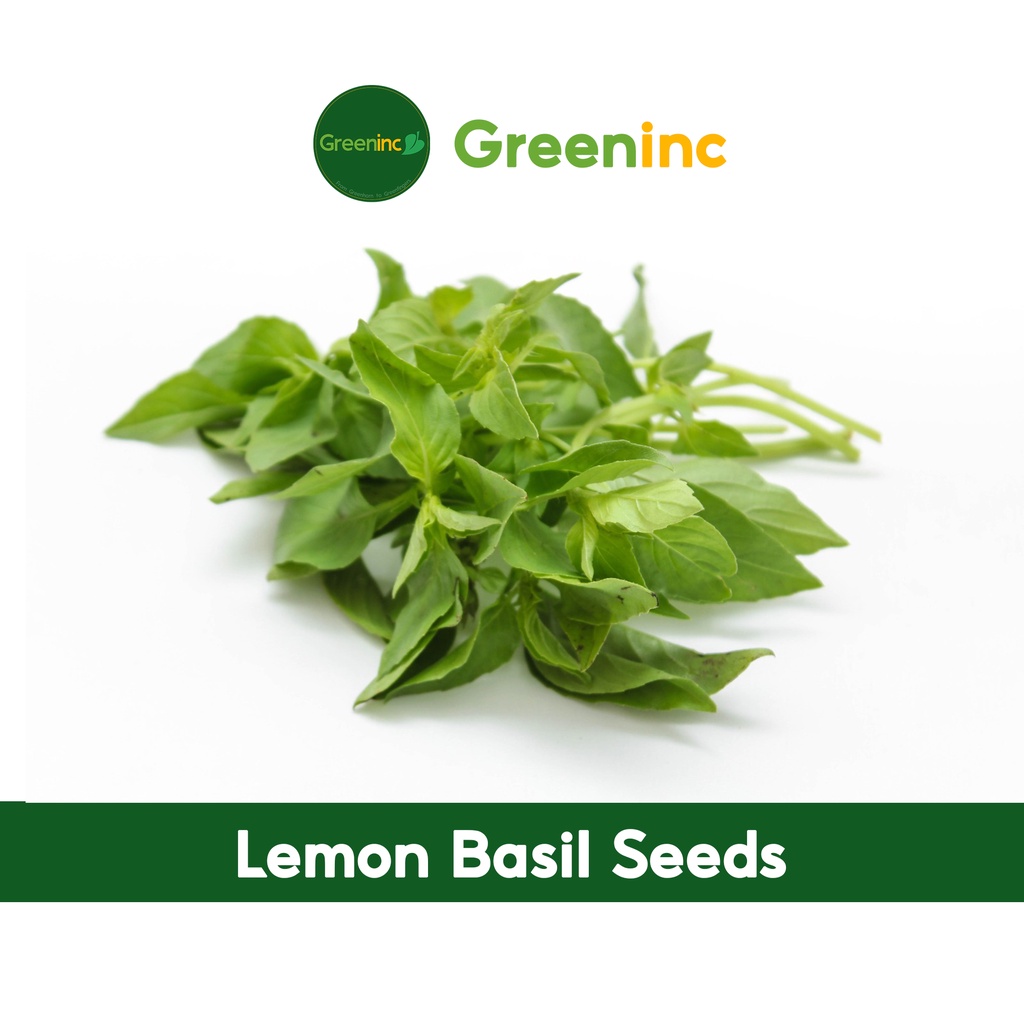 Lemon Basil Seeds Herb Seeds from SG Shopee Singapore