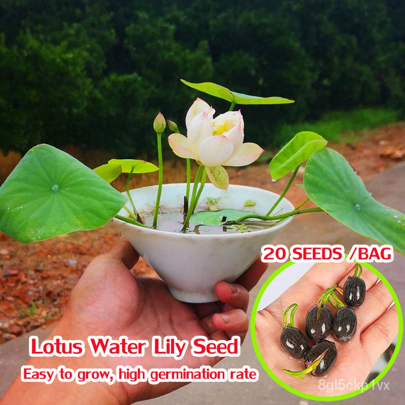 【HOT SALE】Buy 1 Get 1 Free Mini Lotus Water Lily Seed for Sale Flower