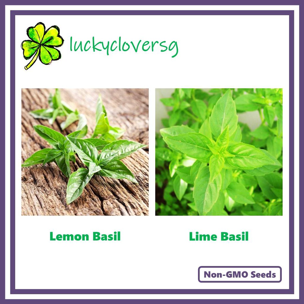 Lemon Lime Basil Hoary Lao Basil Seeds from SG