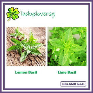 Lemon Lime Basil Hoary Lao Basil Seeds from SG Shopee