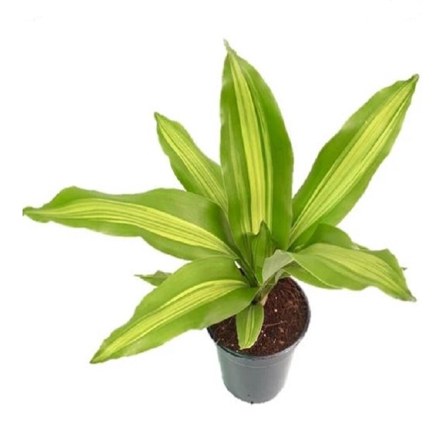 Dracaena Lindenii (Golden Sea) Plant - Fresh Gardening Indoor Plant Outdoor  Plants for Home Garden | Shopee Singapore