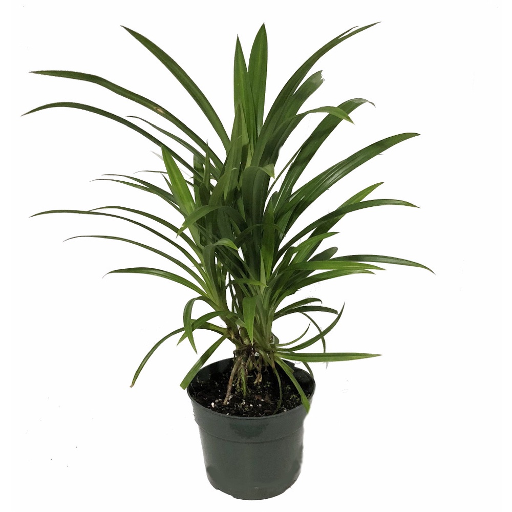 Pandanus Amaryllifolius Plant Fresh Gardening Indoor Plant Outdoor