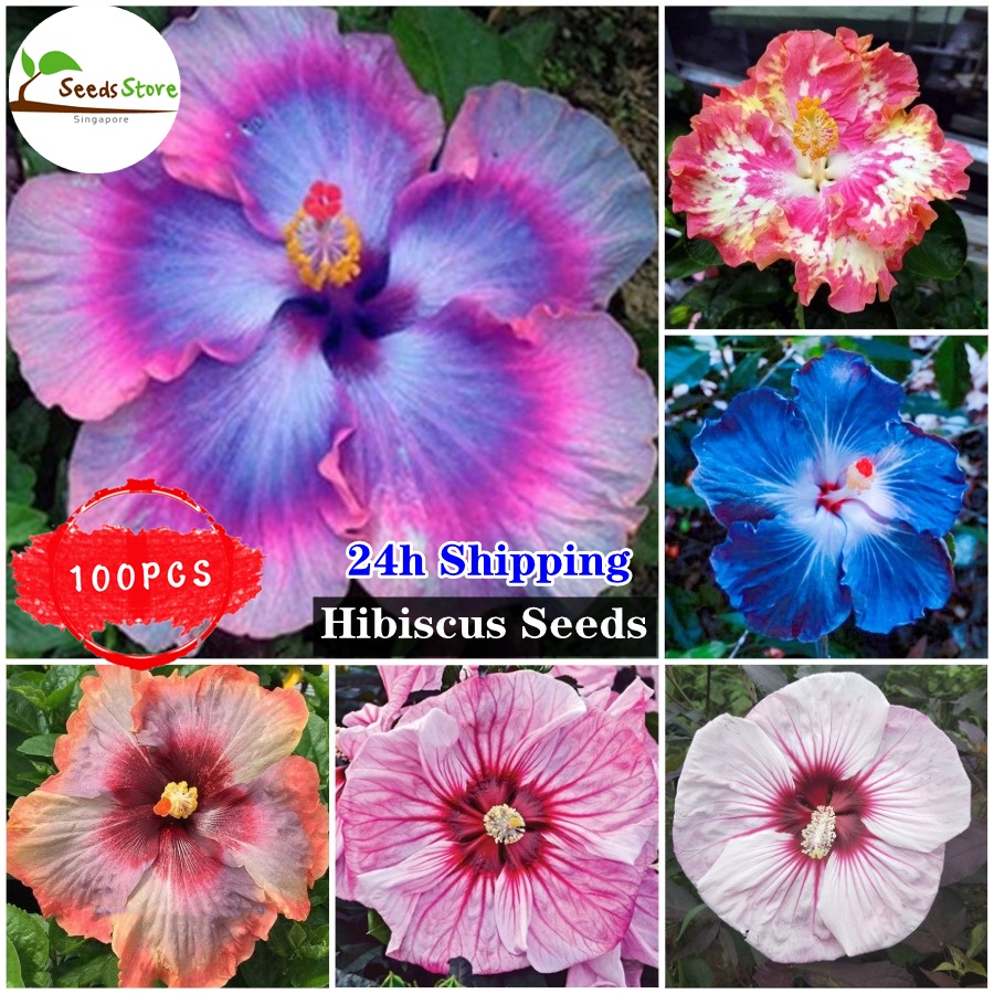 thumbnail interactive-video image 1 of 20 Purple Hibiscus Seeds – Perennial Flower Seeds – Fresh – Toadstool Seeds – US Seller 1 of 3