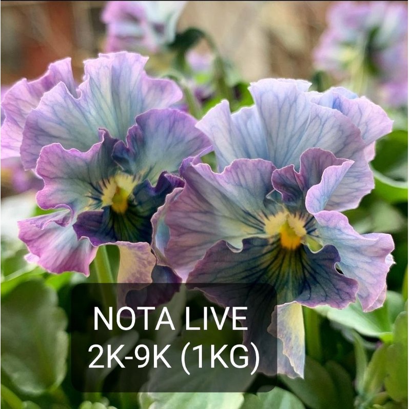 Live SHOPEE NOTES 190K (2kg) | Shopee Singapore