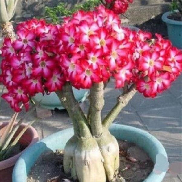 BUY 1 GET 1 FREEImported desert rose seed🌹 Shopee Singapore