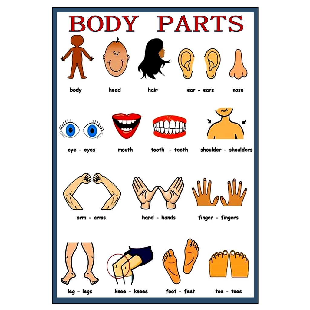 BODY PARTS LAMINATED CHART (A4 SIZE) | Shopee Singapore