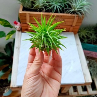 Air plant/tillandsia/Thick leaf ionantha /fresh plant /nice gift