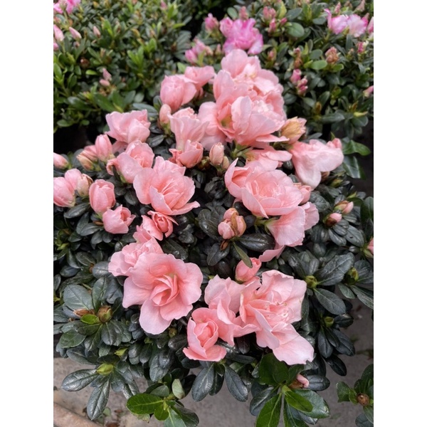 Azalea (杜鹃花)red/pink flower medium pot real live plant free organic ...