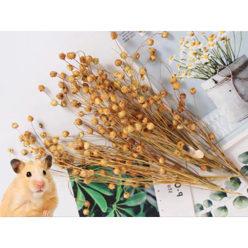 Hamster Food. 50g/100g/200g Flaxseed spray & millet. Flax seed. Hamster