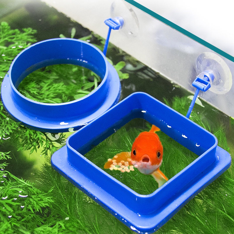 Betta fish best sale feeding ring