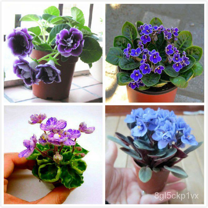 BUY 1 GET 1 FREE 100 violet flower seeds100 Violet Flower Seeds Balcony