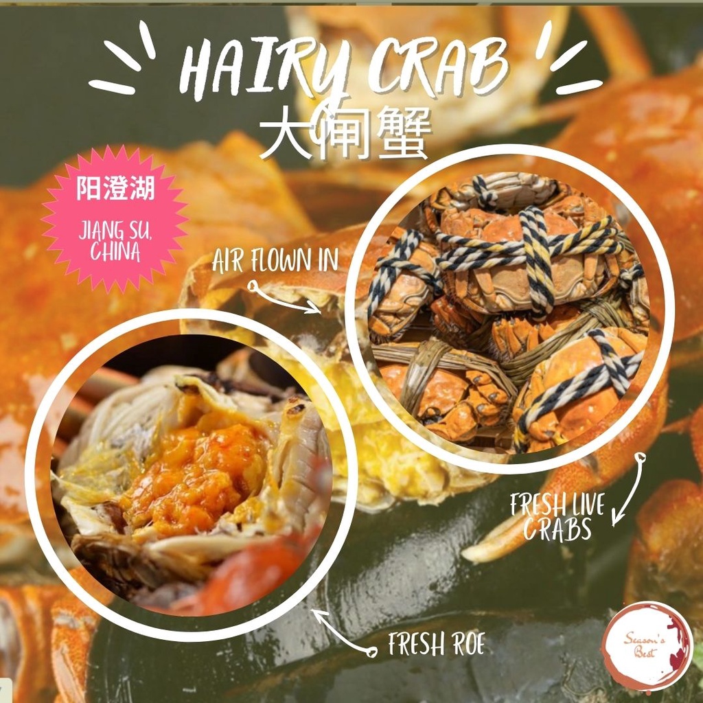 100% Yang Cheng Hu Hairy Crab (AIR FLOWN WEEKLY) | Shopee Singapore