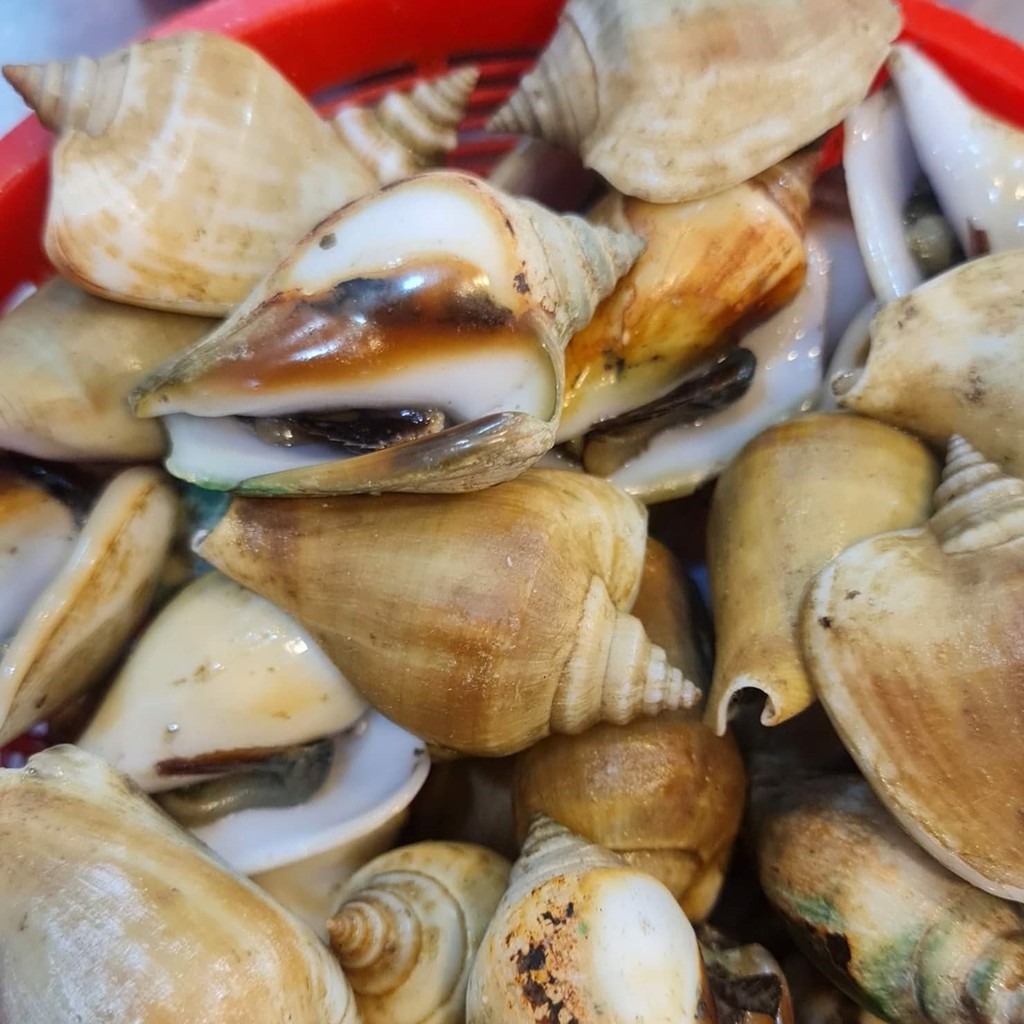 [OSE] Fresh Gong Gong/1kg 贡贡 | Shopee Singapore