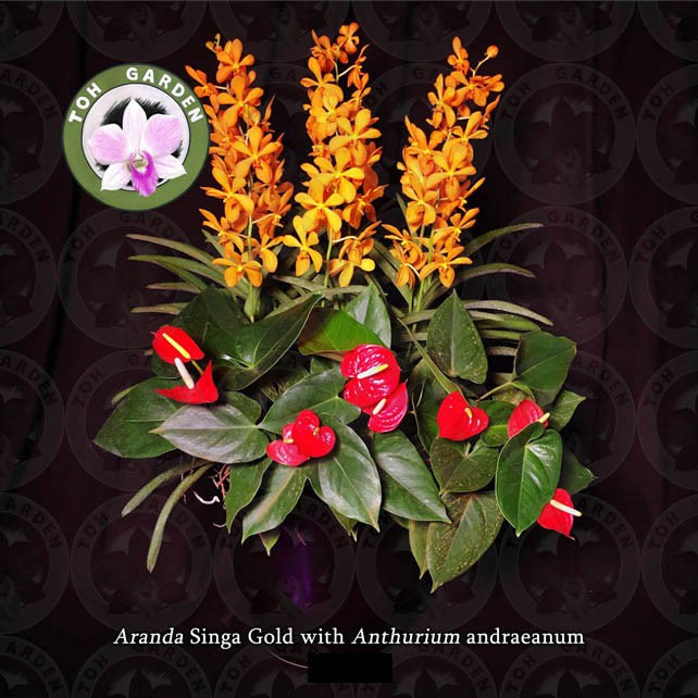Aranda Singa Gold with red anthuriums | Shopee Singapore