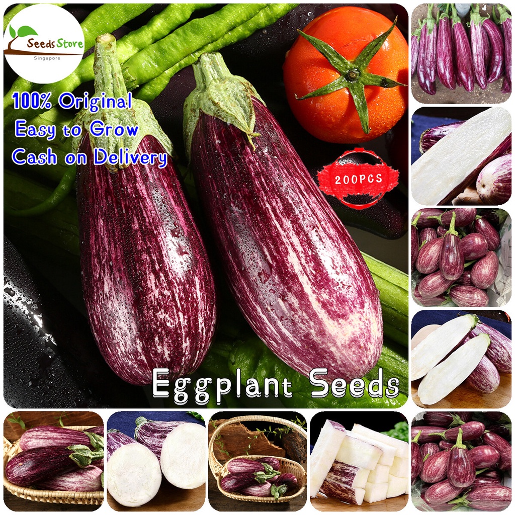 200pcs Eggplant Seeds Vegetable Plants For Sale Microgreens Seeds Live 