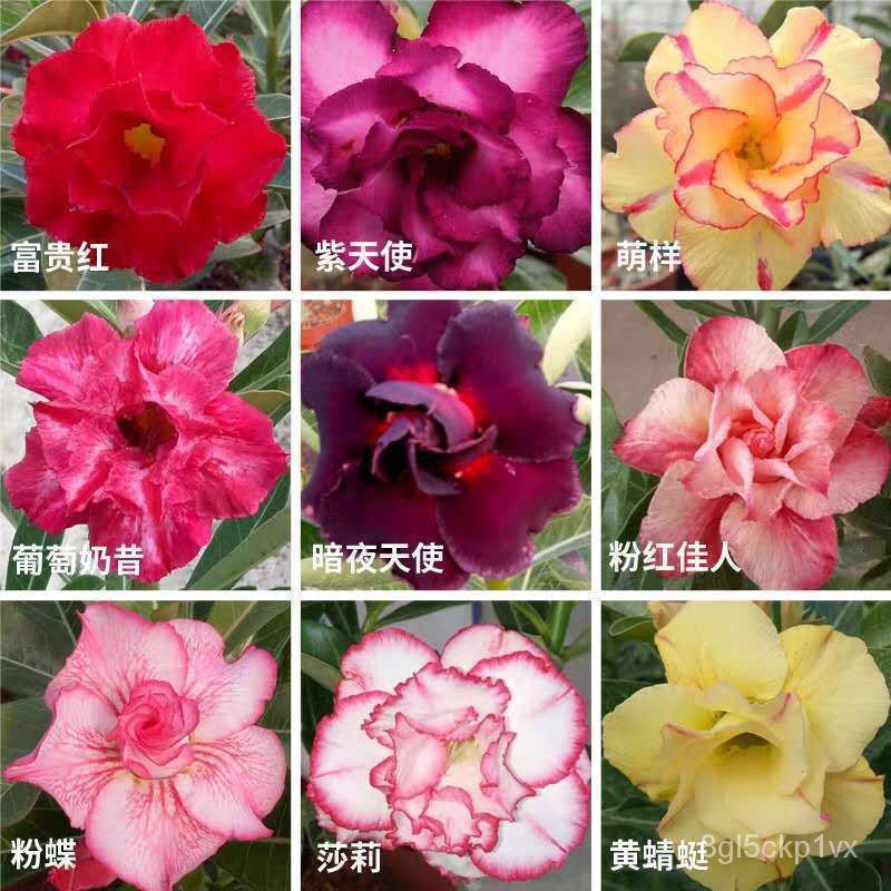 🌺【HOT SALE】H039Imported desert rose seeds are easy to grow🌹🌺 Shopee Singapore