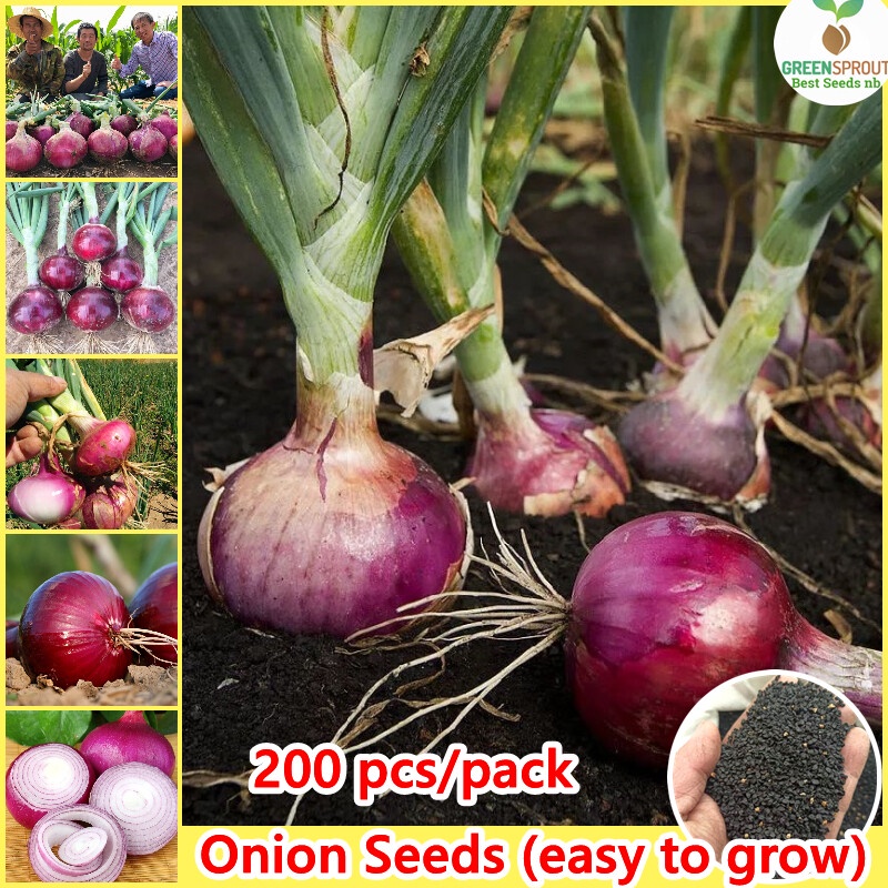 200pcs Red Onion Seeds for Planting (High Germination) Vegetables Seeds