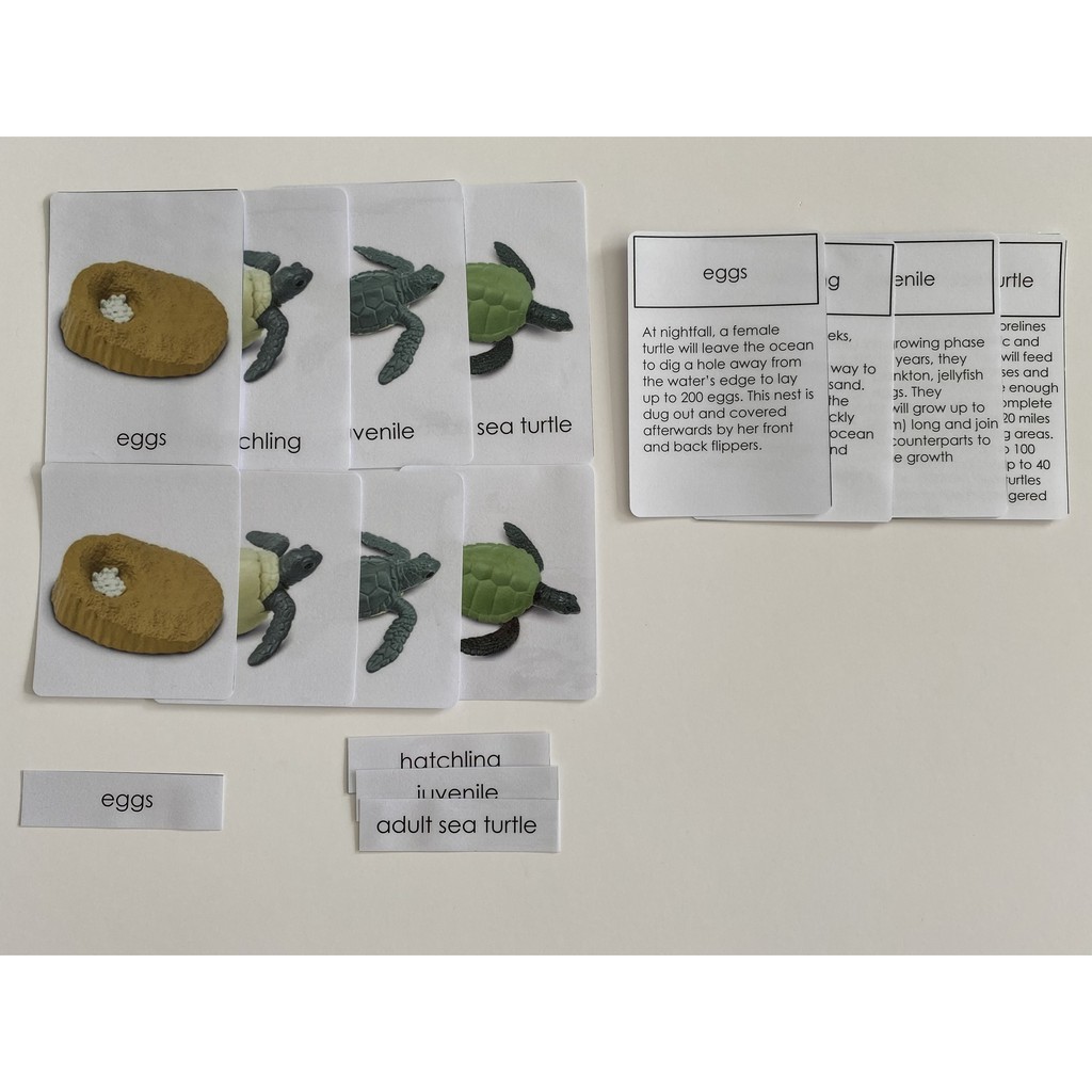 Life Cycle of a TURTLE Miniature Models & 4 part cards | Shopee Singapore