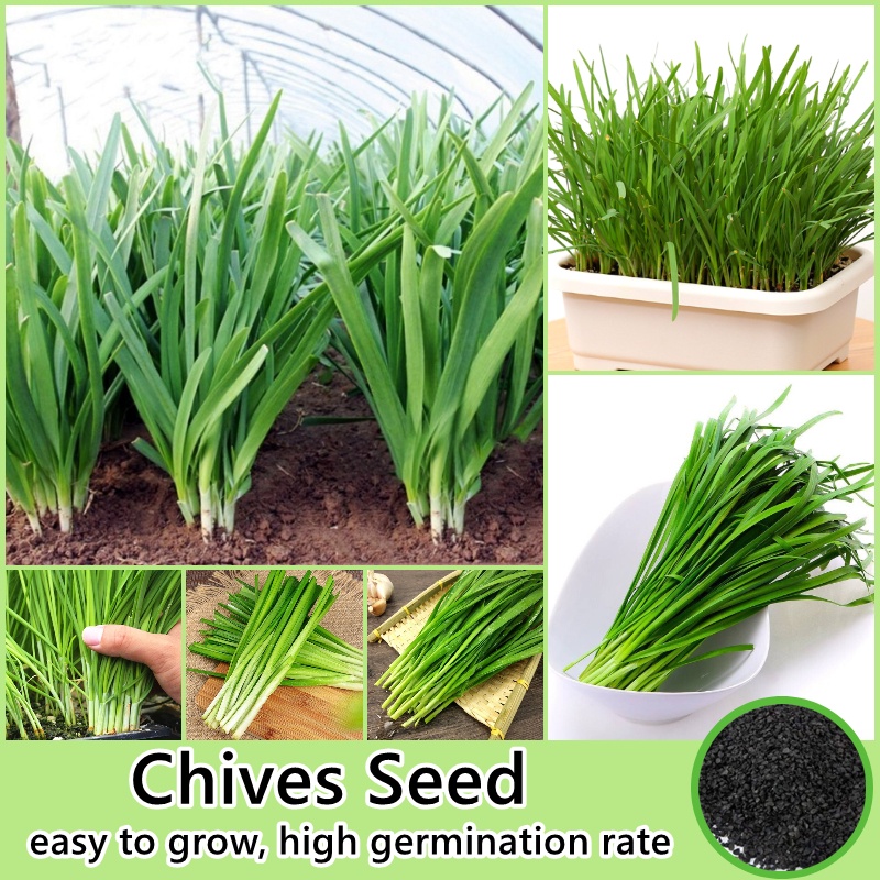 [High Germination] Chives Seed Seed Chinese Leeks Vegetable Seeds for