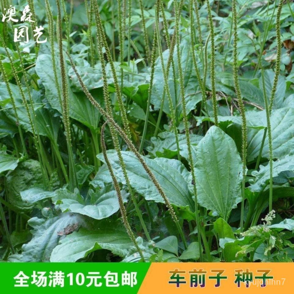 Plantain Herb Seeds Edible Wild Vegetables Seed Chinese Herbal Medicine