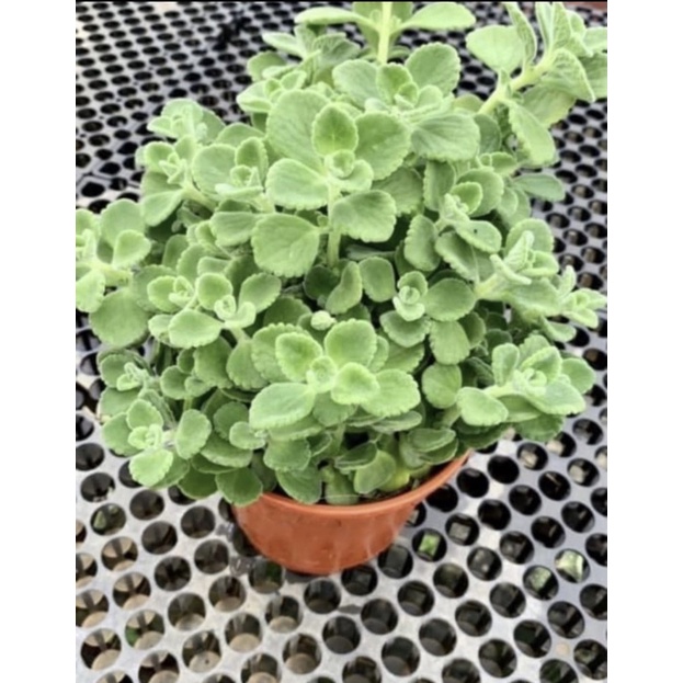 Organic Cuban Oregano Potted Edible Herb 