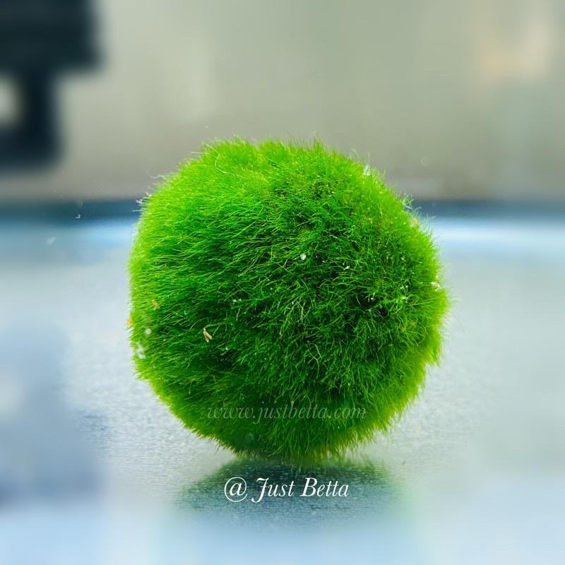 Cladophora Aegagropila - mosbal | Aquariumplanten | Aquael Shop