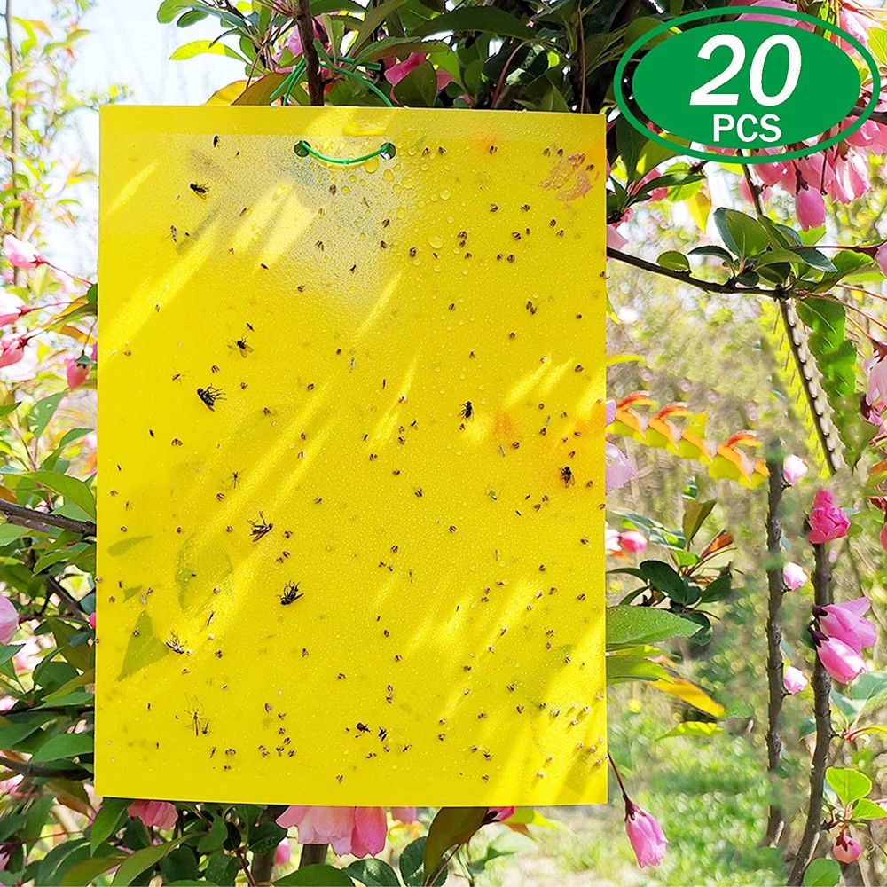 20 Sheets Dual-Sided Yellow Sticky Traps Plastic Sheet Fly Traps for  Mosquitoes Insect Fungus Gnats White Flies 20 X 15cm