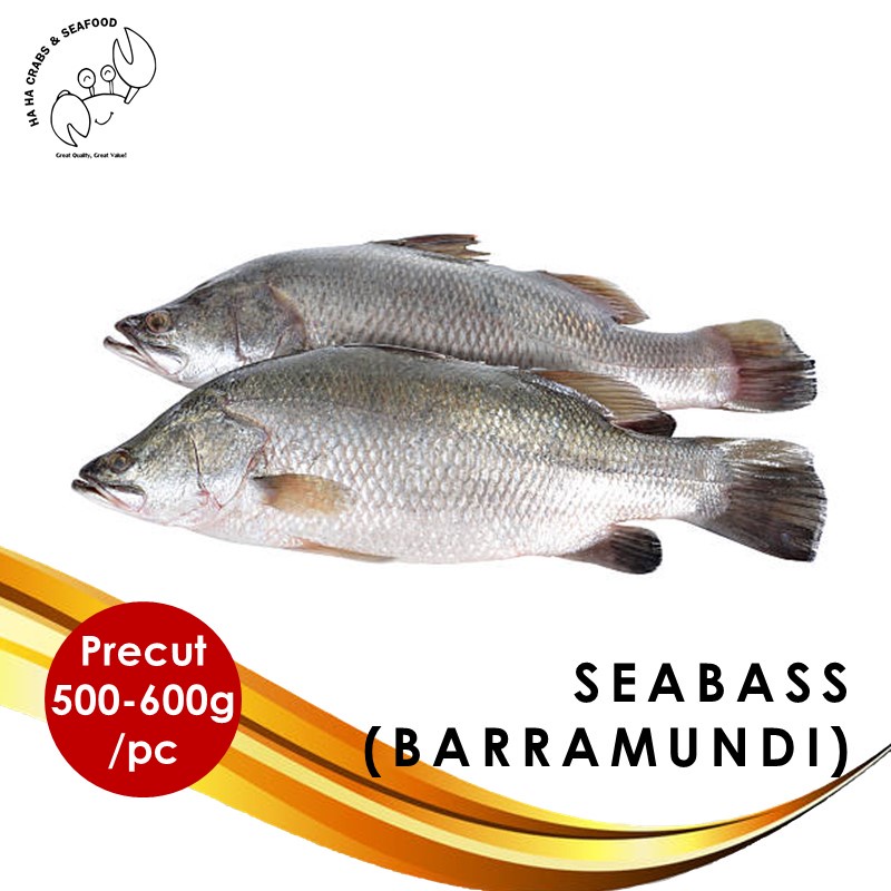 Sea Bass (Barramundi) 金目鲈 (Cleaned and Gutted, Fresh Frozen) Shopee